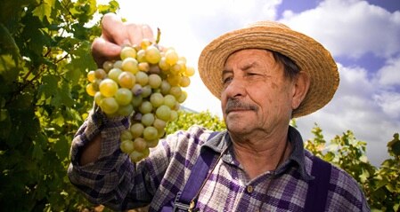 Supplier Employee harvesting grapes