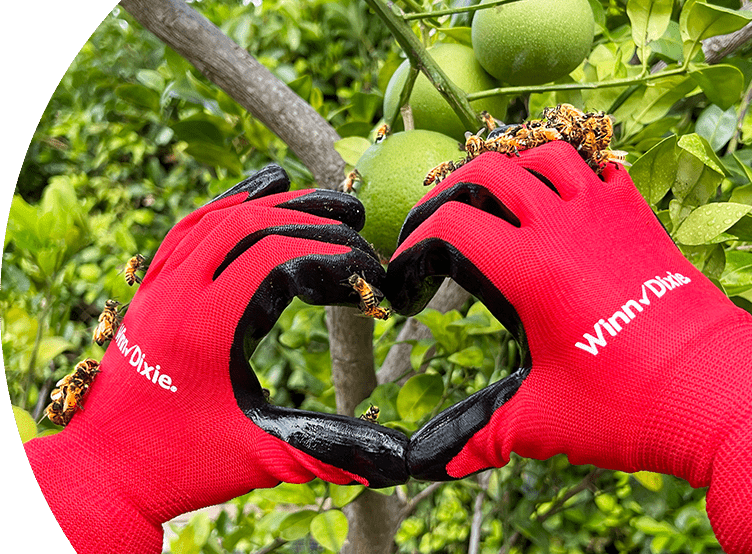 Close up of two hands in the shape of a heart wearing Winn-Dixie gloves. In the background there is an orange tree.