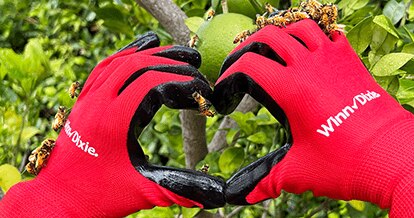Close up of two hands in the shape of a heart wearing Winn-Dixie gloves. In the background there is an orange tree.