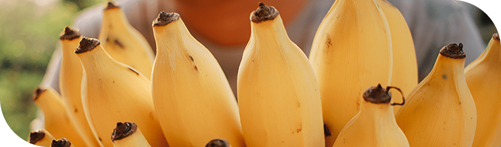 Image of a bundle of bananas