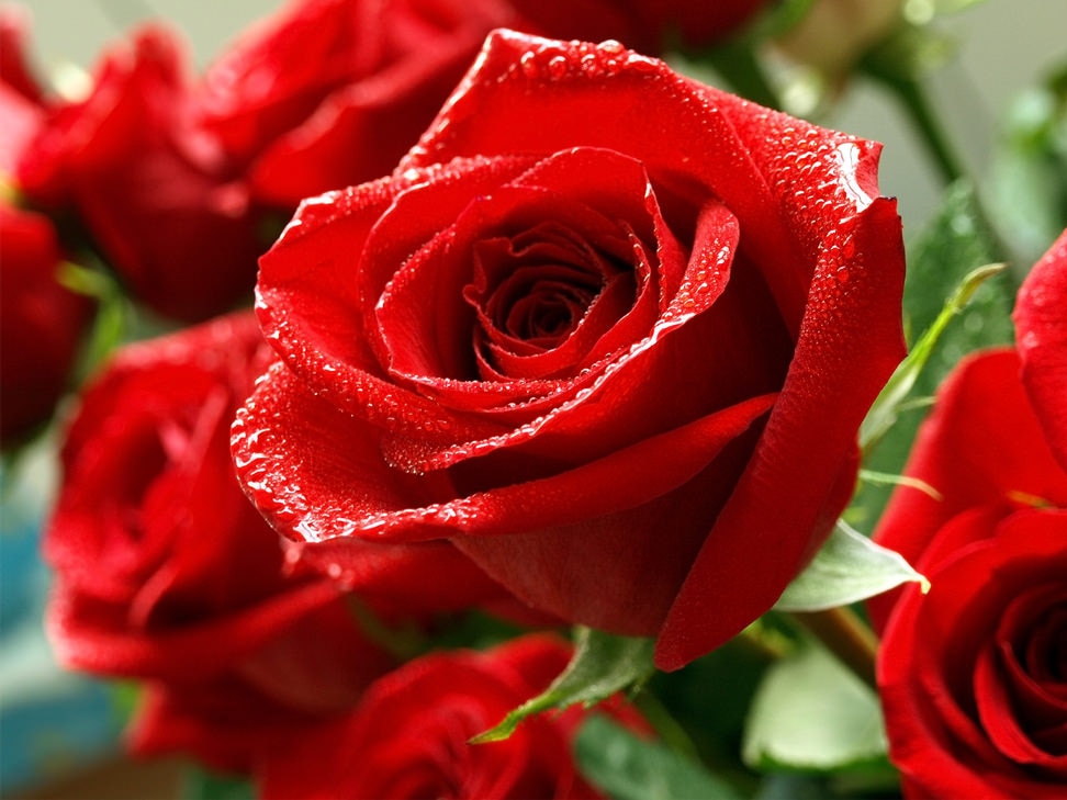 Winn Dixie Flowers Home Alqu