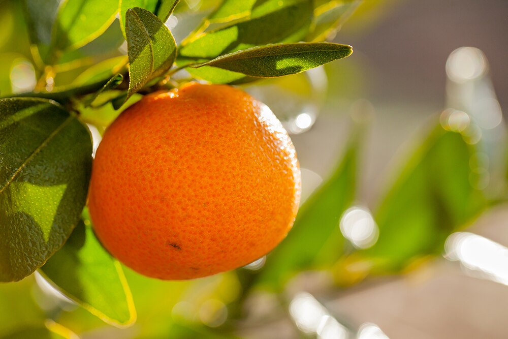 california mandarins