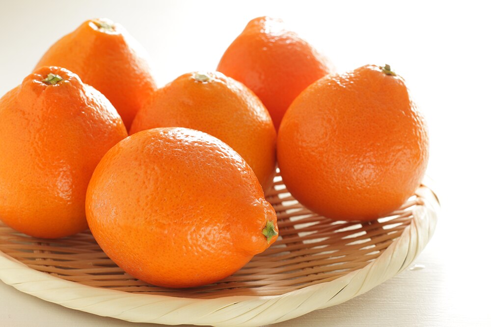 minneola tangelos