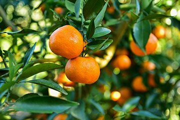 california mandarins