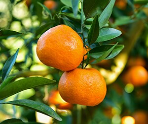 citrus season